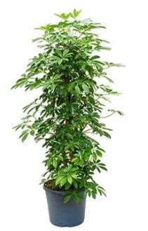 Schefflera arboricola vertakt M kamerplant