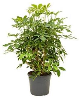 Schefflera arboricola vertakt S kamerplant