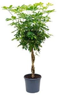 Schefflera gold capella gevlochten kamerplant
