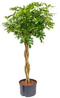 Schefflera gold capella gevlochten S hydrocultuur plant