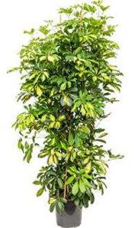 Schefflera gold capella M kamerplant