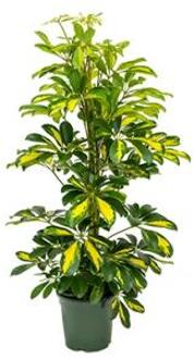 Schefflera gold capella S kamerplant