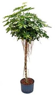 Schefflera gold capella stam hydrocultuur plant