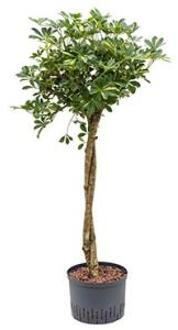 Schefflera gold capella stam twist hydrocultuur plant