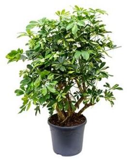 Schefflera gold capella vertakt kamerplant