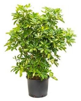 Schefflera gold capella vertakt L hydrocultuur plant