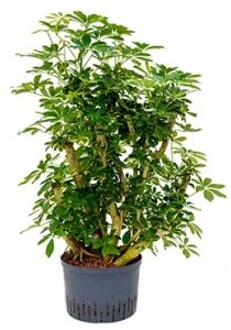 Schefflera gold capella vertakt M hydrocultuur plant