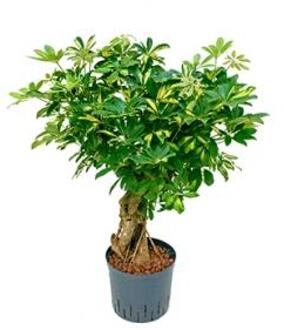 Schefflera gold capella vertakt S hydrocultuur plant