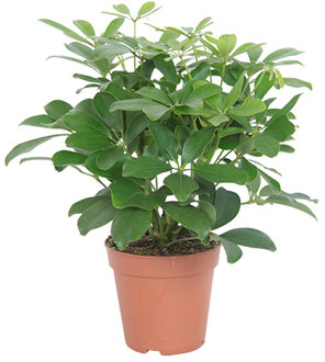 Schefflera Nora (vertakt) P 13 cm