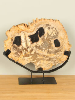 Schijf fossiel hout op standaard nr. 10