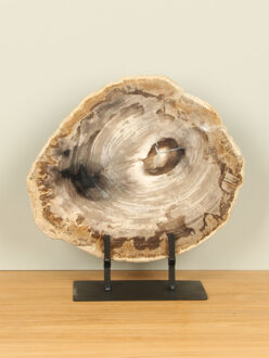 Schijf fossiel hout op standaard nr. 15