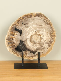 Schijf fossiel hout op standaard nr. 16