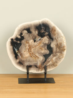 Schijf fossiel hout op standaard nr. 24