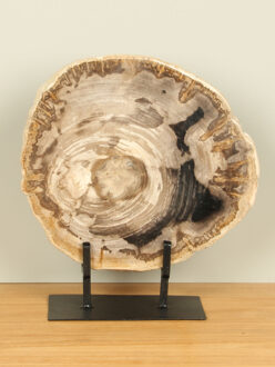 Schijf fossiel hout op standaard nr. 27