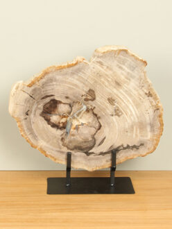 Schijf versteend hout op standaard nr. 13