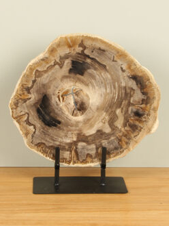 Schijf versteend hout op standaard nr. 25