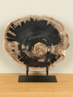 Schijf versteend hout op standaard nr. 31