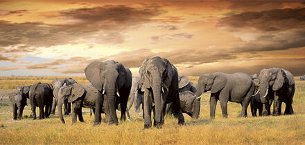 Schilderij Olifanten 40x80cm multi