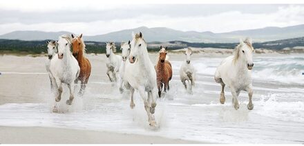 Schilderij Wilde paarden 40x80cm multi