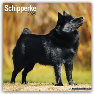 Schipperke Calendar 2025 Square Dog Breed Wall Calendar - 16 Month - Browntrout Wandkalender - Avonside Publishing Ltd