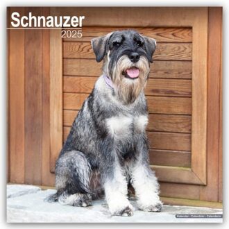 Schnauzer (Euro) Calendar 2025 Square Dog Breed Wall Calendar - 16 Month - Browntrout Wandkalender - Avonside Publishing Ltd