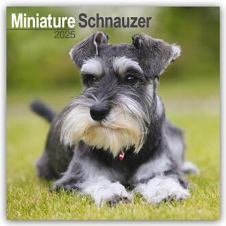 Schnauzer Miniature Calendar 2025 Square Dog Breed Wall Calendar - 16 Month - Browntrout Wandkalender - Avonside Publishing Ltd
