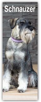 Schnauzer Slim Calendar 2025 Dog Breed Slimline Calendar - 12 Month - Slimline-Kalender - Avonside Publishing Ltd