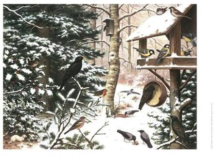 Schoolplaat Vogels in de Winter -   (ISBN: 9789492033284)