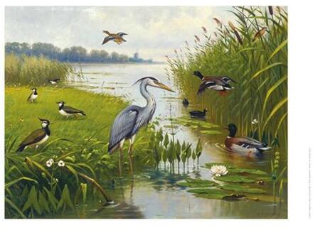 Schoolplaat Water- en Weidevogels -   (ISBN: 9789492033291)