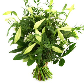 Schoonheid van bloemen witte lelie's