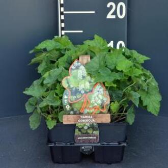 Schuimbloem (tiarella cordifolia) bodembedekker - 4-pack - 1 stuks