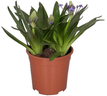 Scilla caribbean jewel P 17 cm