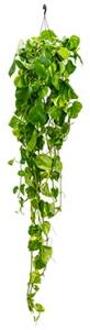 Scindapsus epipremnum aureum L hangplant
