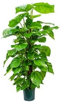 Scindapsus epipremnum aureum mosstok 120 M kamerplant