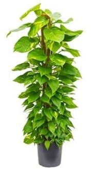Scindapsus epipremnum aureum mosstok 150 M kamerplant