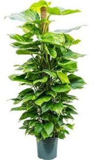 Scindapsus epipremnum aureum mosstok 150 S kamerplant