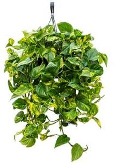 Scindapsus epipremnum aureum S hangplant
