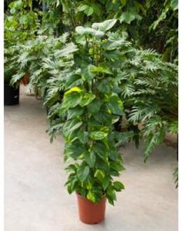 Scindapsus epipremnum aureum S kamerplant