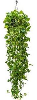 Scindapsus epipremnum aureum XL hangplant