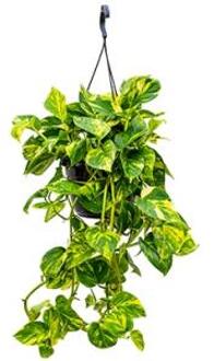 Scindapsus epipremnum aureum XXS hangplant