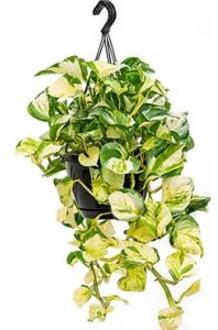 Scindapsus epipremnum gen photos S hangplant