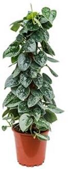 Scindapsus epipremnum pictus silvery ann mosstok 60 kamerplant
