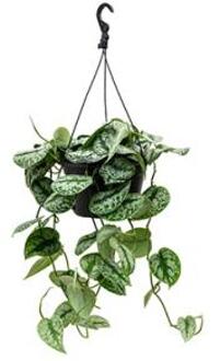 Scindapsus epipremnum pictus trebie L hangplant