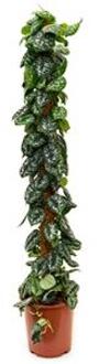 Scindapsus epipremnum pictus trebie mosstok 150 kamerplant