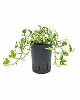 Scindapsus joy hydrocultuur hangplant