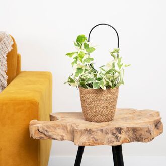 Scindapsus N'joy - Epipremnum Variegata - P12