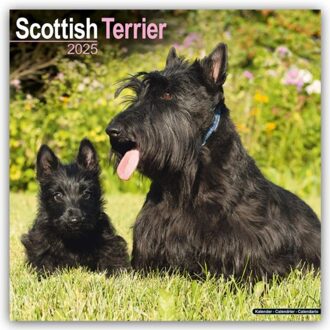Scottish Terrier Calendar 2025 Square Dog Breed Wall Calendar - 16 Month - Browntrout Wandkalender - Avonside Publishing Ltd