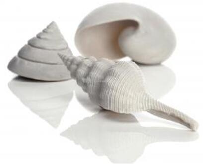 Seashells Aquarium schelpen - Wit - 3 stuks