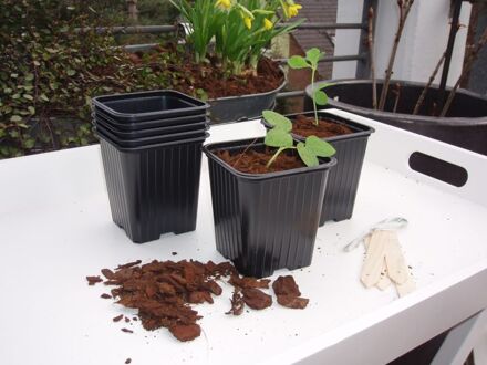 Season Deco Plantjes/stekjes maken kweekpotjes/stekpotjes - set 7x stuks - zwart - 9 x 9 cm - Stekpotjes