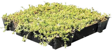 Sedum cassette ECO per stuk (0,24m2)